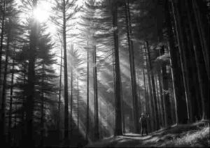 क्या भारत को वाणिज्यिक लकड़ी उत्पादन को प्रोत्साहित करना चाहिए? अमेरिकी नीतियों से भारत क्या सीख सकता है?